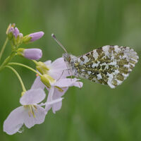 Highly Commended - Female Orange Tip with Egg - Jayne Hutchings