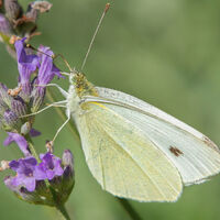 Highly Commended - Small White - Wint Lees