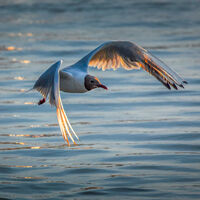 Commended - Black Headed Gull - Martin Janes