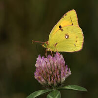Commended - Clouded Yellow Feeding on Clover - Alan Rich