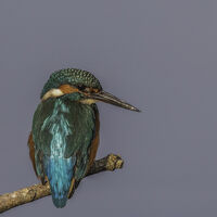 Commended - Kingfisher - Horace Goodenough