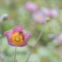 Commended - Little Forager - Catherine Knee
