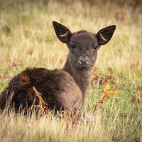 Commended - Young Fallow Deer - Peter Shale
