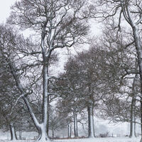 Commended - Standing Tall - Keith Bowser