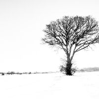 Group B - Highly Commended - Winter Oak - David Walters