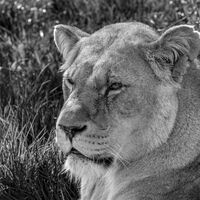 Group B - Commended - Lion in Wait - Susan Giblett