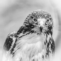Group C - First - Red Tailed Hawk - Frank Lock