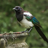 Group A - Commended - Garden Visitor - Wint Lees