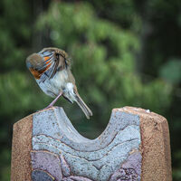 Group B - Third - Preening Robin - Huw Thomas