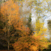 Group B - Commended - Autumn Impressions - David Walters