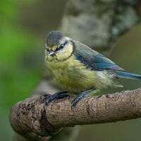 Group C - Commended - Blue Tit on Branch - Simon Brown