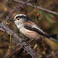 Group C - Commended - Long Tailed Tit - Frank Lock