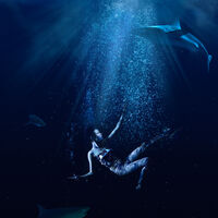Second - Shark Infested - Martin Janes