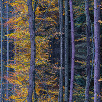 Commended - Reflections in the Woods - Mark Radford