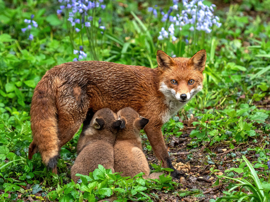 Group B - First - Breakfast in the Bluebells - Derek Walker