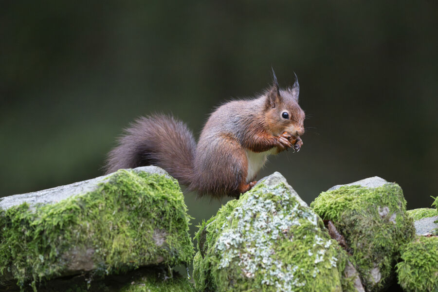 Group B - Second - Red Squirrel Feeding - Colin Slingsby