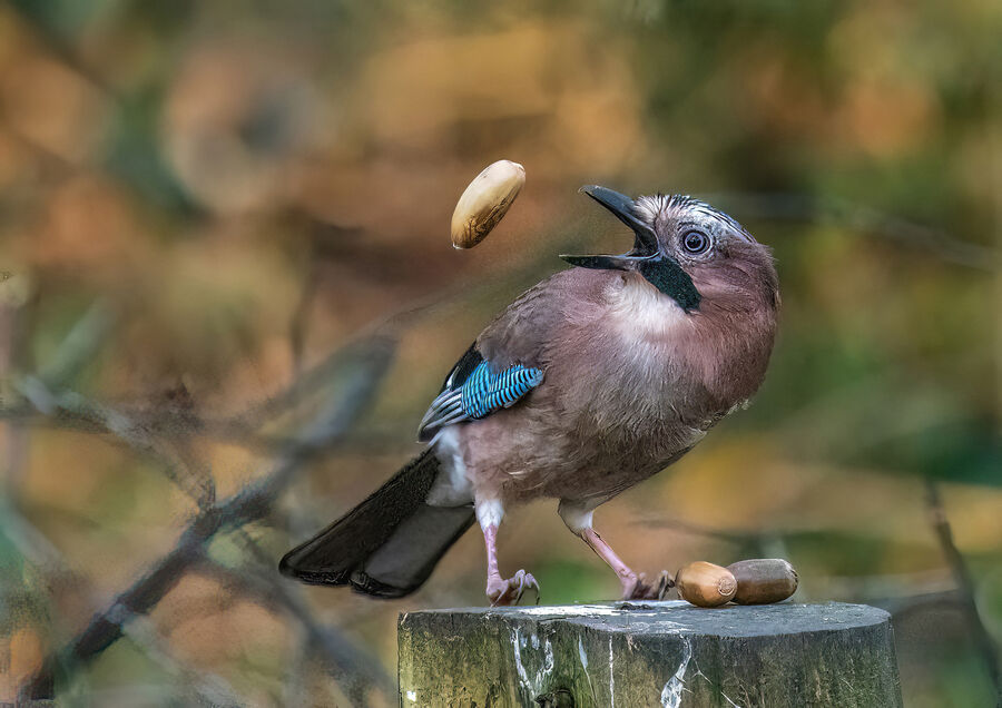 Group B - Third - Juggling the Acorns - Derek Walker