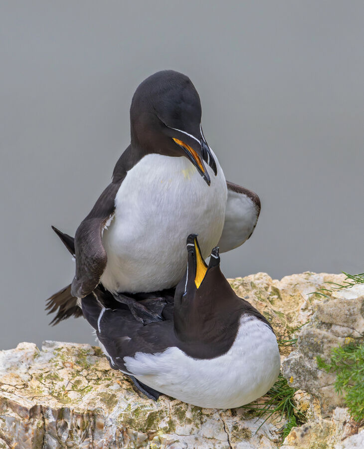 Second - Mating Razorbills - John Bevan