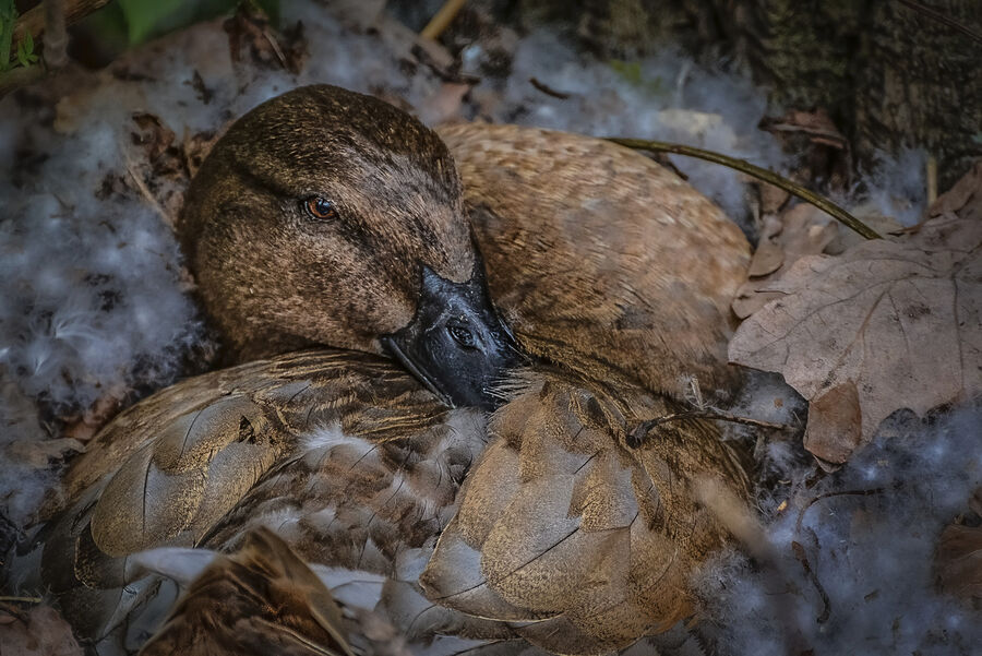 Highly Commended - Bedding Down - Michael McKelvie