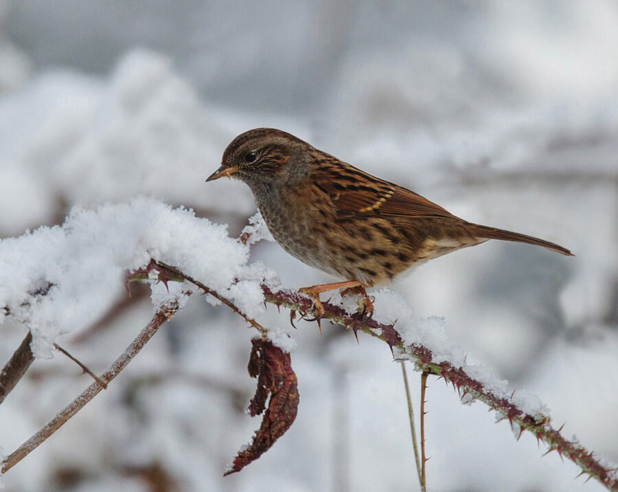 Group B - First - Dunnock - Dennis Singleton