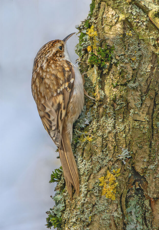Group B - Second - Tree Creeper - John Bevan