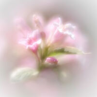 Second - Spring - Susan Giblett
