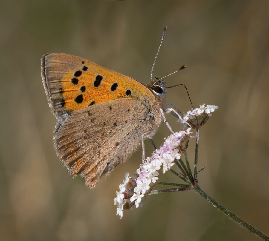 Group A - First - Small Copper - John Bevan