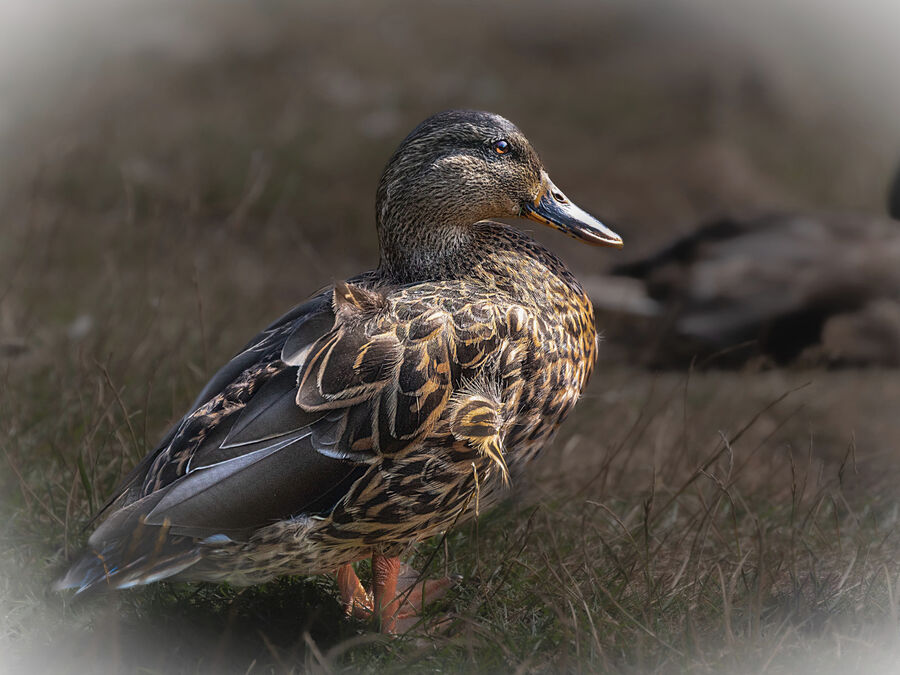 Group B - Commended - Duck - Frank Lock