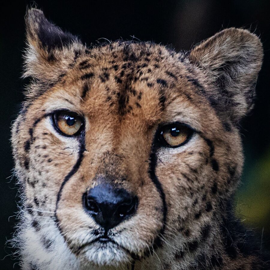 Group B - Highly Commended - Big Cat - Frank Lock