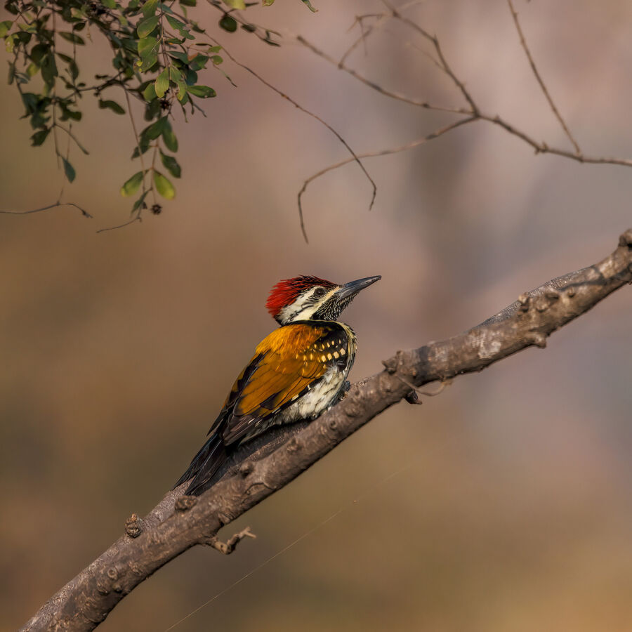 Third - Lesser Golden-Backed Woodpecker - Susan Giblett