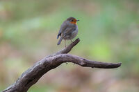 Commended - Robin - Michael McKelvie