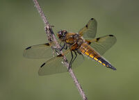 Group A - Second - Dragonfly, Four-Spotted Chaser - Peter Shale