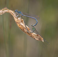 Group A - Third - Damselflies - Peter Shale
