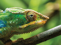 Group B - First - Chameleon - Frank Lock