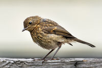 Group B - Third - Juvenile Robin - Simon Brown