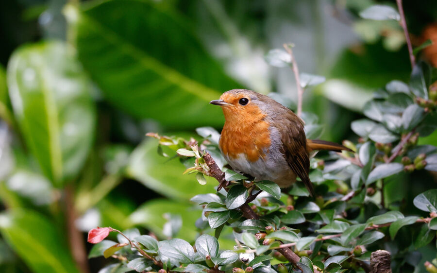 Group B - Commended - Hungry Robin - Daryl Smith
