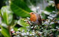 Group B - Commended - Hungry Robin - Daryl Smith