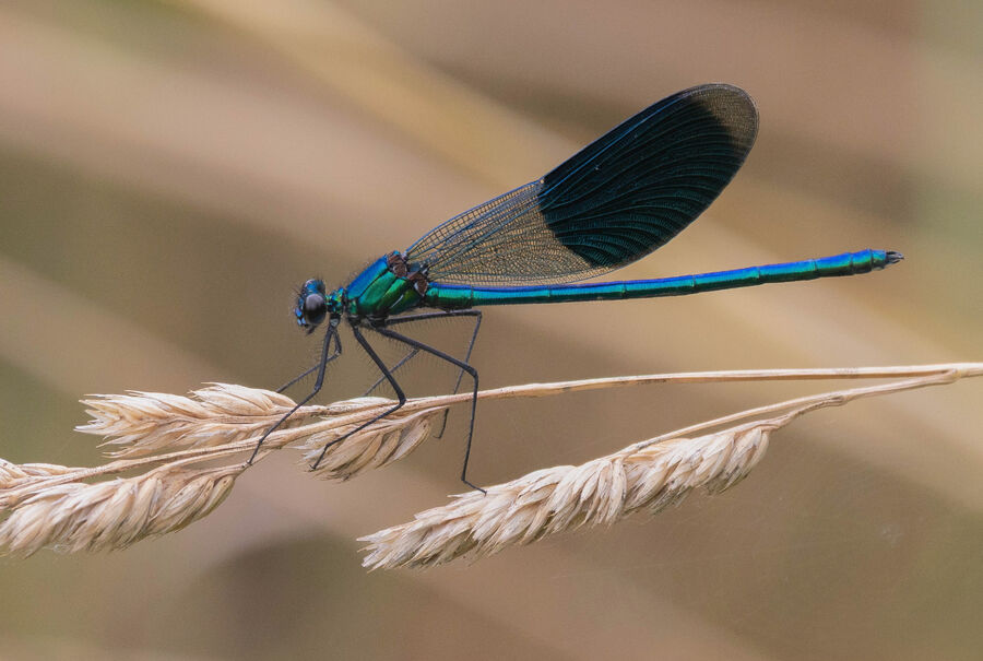 Group A - Third - Male Banded Demoiselle - Peter Shale
