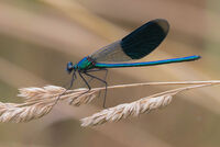 Group A - Third - Male Banded Demoiselle - Peter Shale