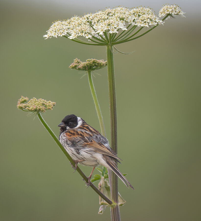 Group A - 4 Highly Commended - Reed Bunting - John Bevan