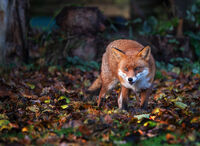 Group A - Commended - Fox in the Leaves - Derek Walker