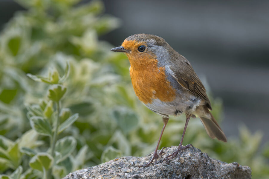 Group B - Highly Commended - Robin - Simon Brown