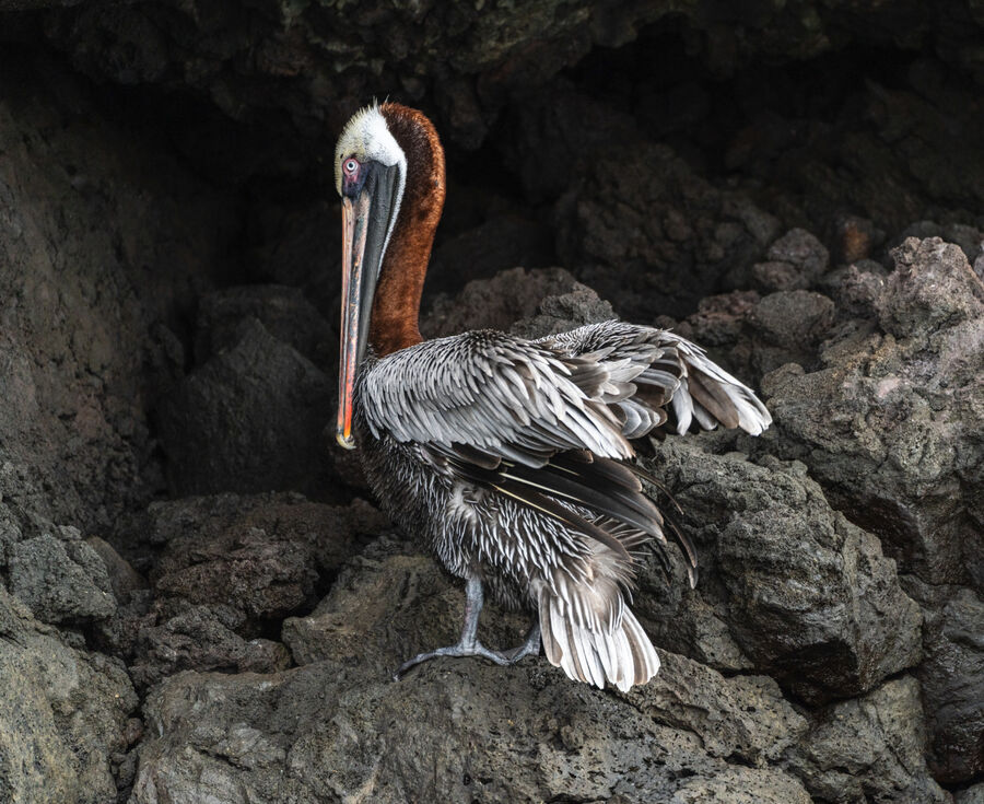 Group A - First - Brown Pelican - Mike Dawes