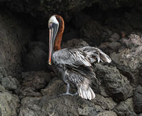 Group A - First - Brown Pelican - Mike Dawes