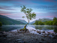 Group A - Second - Lone Tree at Llyn Pardarn - Nigel Maddern