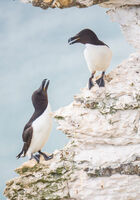 Group A - Third - Razorbills - John Bevan