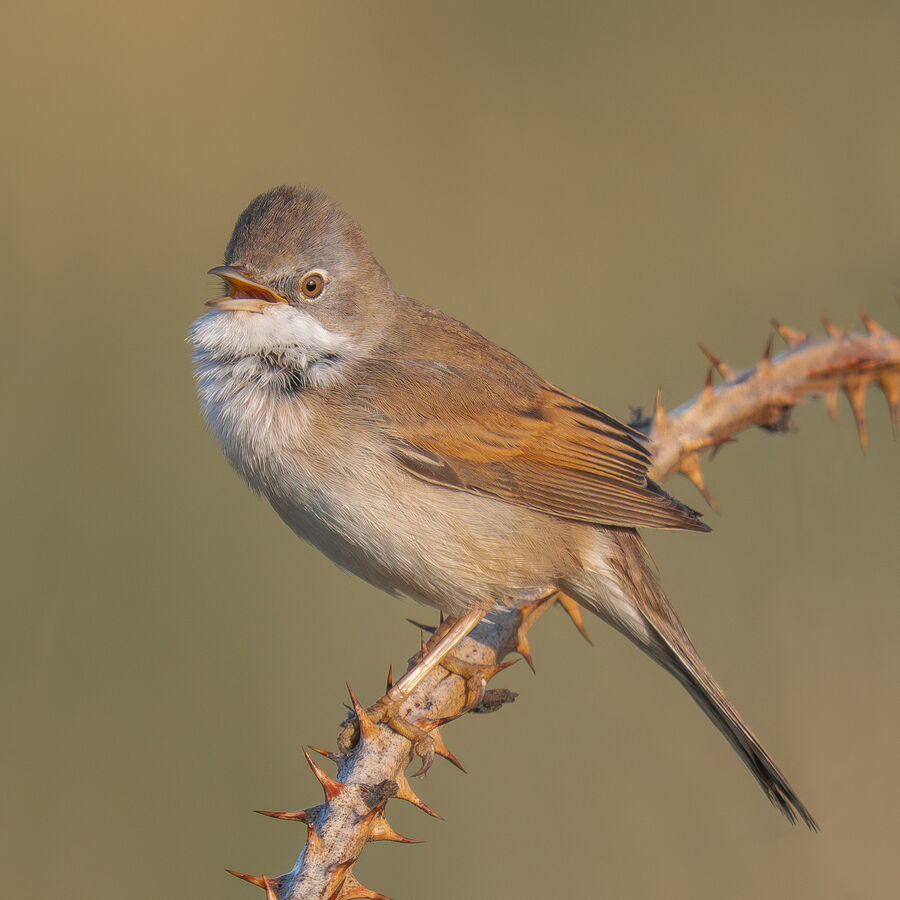 Group A - Highly Commended - Whitethroat - John Bevan