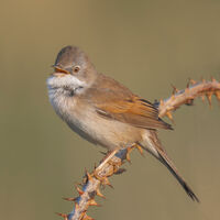 Group A - Highly Commended - Whitethroat - John Bevan