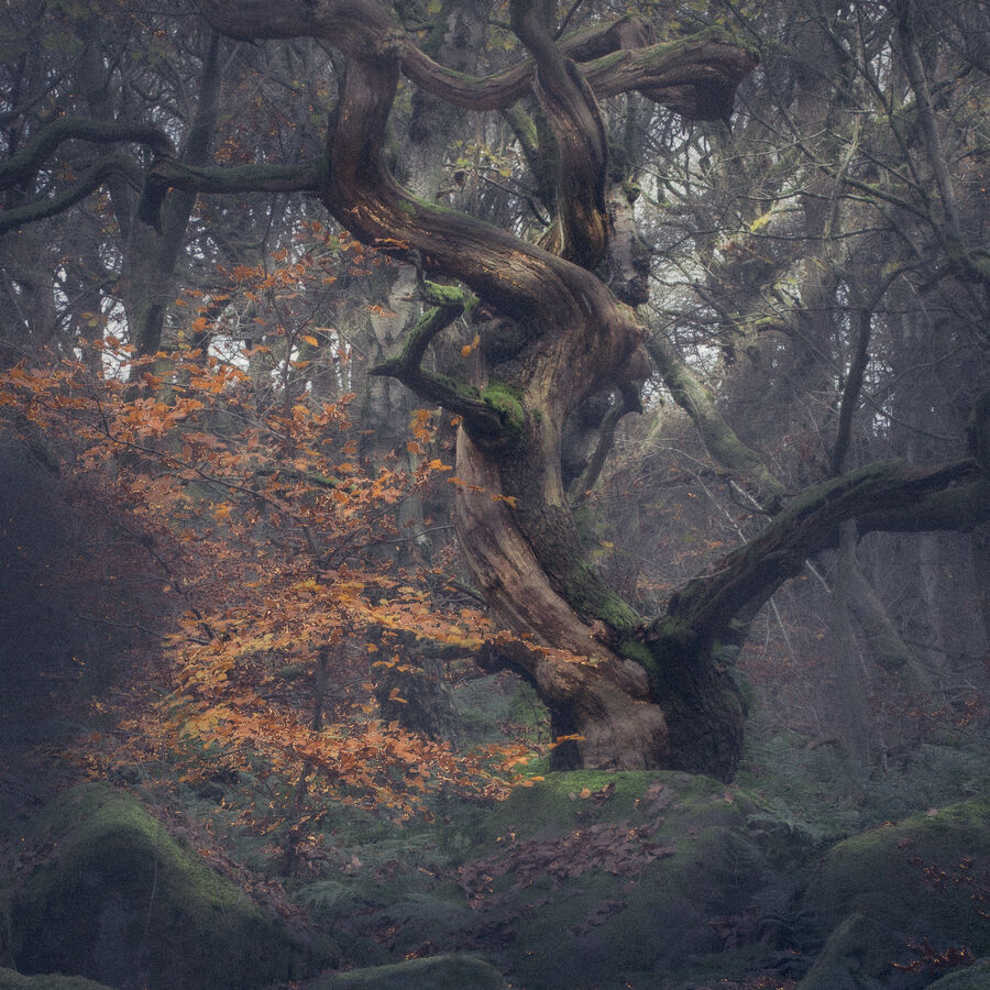 Group B - Second - Young and Old - Rich Elsley