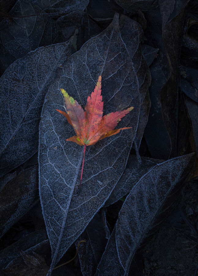 Group A - Commended - Colours In Decay - Martin Janes